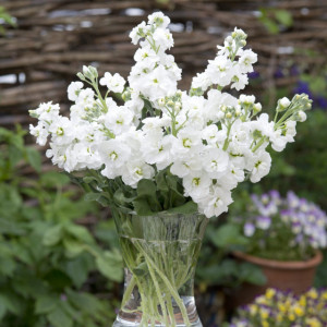Mixandre albe (0,1 g), seminte plante ornamentale anuale Matthiola incana, flori parfumate, inflorire pana toamna tarziu, Agrosem - Img 2