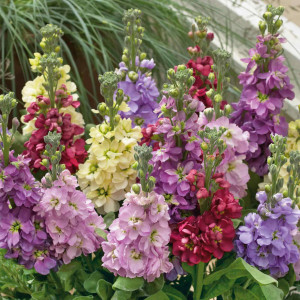 Mixandre amestec (0,5 g), seminte plante ornamentale anuale Matthiola incana, flori parfumate, inflorire pana toamna tarziu, Kertimag - Img 4