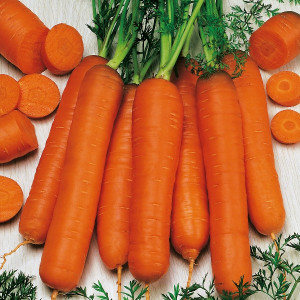 Morcovi Berlicum 2 (100 g), seminte soi semitardiv, morcovi mari, gust placut, Raci Sementi - Img 1