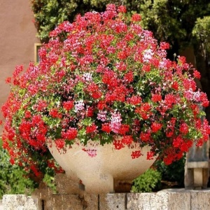 Muscate curgatoare mix (5 seminte) Pelargonium peltatum lastari lungi, flori colorate, Opal - Img 3