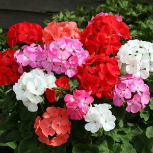 Muscate mix (0,1 g) seminte Pelargonium hortorum diverse culori, Opal