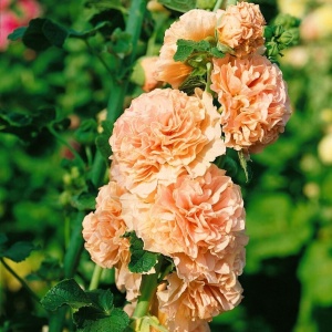 Nalba de gradina Chater's salmon (0,5 g) seminte Alcea rosea flori mari duble roz-orange somon, asemanatoare bujorilor, Legutko - Img 4