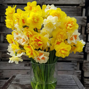 Narcise Double Mixed (3 bulbi), bulbi narcise flori batute, combinatii de culori, Agrosem - Img 3