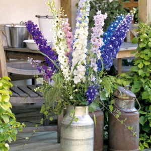 Nemtisori pereni (0,25 g), seminte Delphinium cultorum, flori inalte, rezistente, Kertimag - Img 3