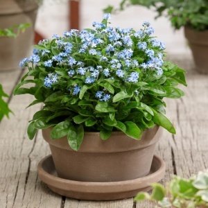 Nu ma uita (0,25 g), seminte Myosotis sylvatica, flori mici, albastre, Kertimag - Img 3