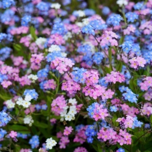 Nu Ma Uita mix - Niezapominajka alpejska (0,5 g) seminte Myosotis alpestris, flori mici albastre, albe si roz deschis, Legutko - Img 4