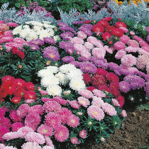 Ochiul Boului mic mix (0,4 g), seminte Aster, planta decorativa perena, rustica Callistephus chinensis pitica, Agrosem