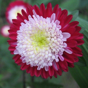 Ochiul Boului Pompon rosu cu alb (0,3 g), seminte Aster, planta decorativa anuala Callistephus chinensis, flori mari, bicolore, Agrosem