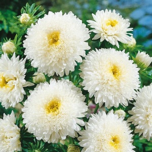 Ochiul Boului Princess alb (1 g), seminte Aster, planta decorativa anuala Callistephus chinensis, Kertimag - Img 2