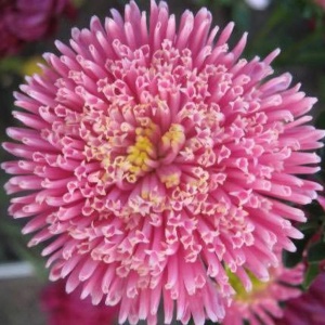 Ochiul Boului Princess roz-somon - Aster Chinski Ksiazecy (1 g) seminte Callistephus chinensis flori bogate roz, Legutko