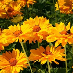 Flori de Heliopsis scabra atrăgând albine și fluturi, ideale pentru aranjamente florale de vară