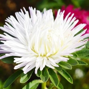 Ochiul Boului Unicum alb (1 g) seminte Aster Callistephus chinensis cu flori mari, petale ascutite, Kertimag - Img 2