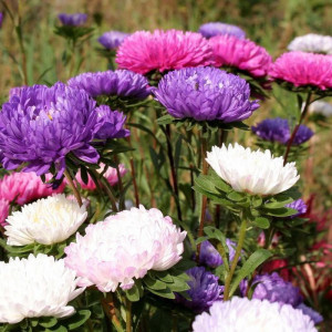 Ochiul Boului Urias de California amestec (0,7 g), seminte Aster, planta decorativa anuala Callistephus chinensis paeonia, flori batute, Mefim Agro - Img 2