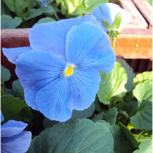 Panselute albastru deschis (0,25 g) seminte pansele Viola witrockiana, flori delicate albastru luminos, Kertimag