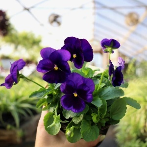 Panselute Swiss Giants Bergwacht (0,25 g) seminte pansele Viola witrockiana, flori foarte mari, mov cu centrul negru, Kertimag - Img 3