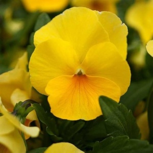 Panselute Swiss Giants Coronation Gold (0,25 g) seminte pansele Viola witrockiana, flori foarte mari galbene, Kertimag
