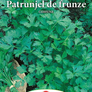 Patrunjel de frunze Comune (5 g), seminte patrunjel soi timpuriu foarte productiv, frunze aromate, Prima Sementi - Img 3