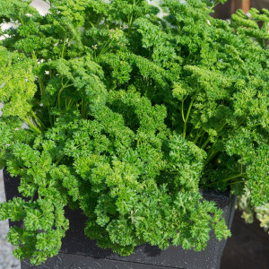 Patrunjel frunza creata (3 g), seminte planta aromatica Petroselinum crispum, frunze crete, aromate, Mefim Agro - Img 1