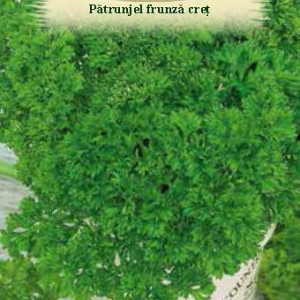 Patrunjel frunze crete Moss Curled (4 g), seminte planta aromatica Petroselinum crispum, frunze crete, aromate, Agrosem - Img 2