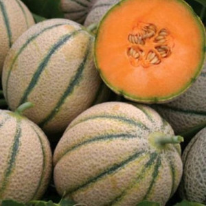 Pepene galben Retato degli Ortolani (4 g), seminte soi semitimpuriu, miez portocaliu, gust dulce, Raci Sementi - Img 1