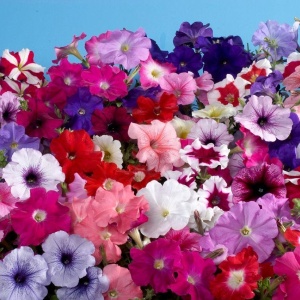 Petunie mix (0,2 g), seminte Petunia hybrida, flori mari diverse culori, Prima Sementi - Img 3