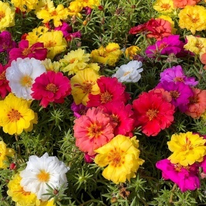 Portulaka Flori de Piatra mix (0,5 g) seminte Portulaca grandiflora culori intense, inflorire spectaculoasa, Legutko