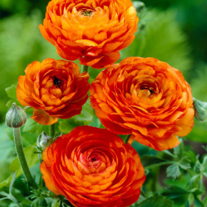 Ranunculus Orange (10 bulbi), bulbi Piciorul Cocosului, culoare portocalie, Agrosem - Img 4