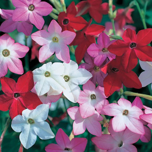 Regina Noptii amestec de culori (0,25 g), seminte planta ornamentala anuala Nicotiana alata, flori parfumate, colorate, Kertimag