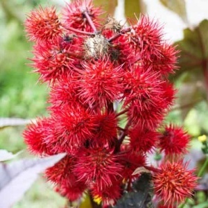 Ricin (3 g) seminte planta ornamentala anuala Ricinus communis, Kertimag - Img 4