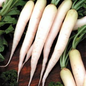 Ridichi Minowase (4 g), seminte soi tardiv, ridichi Daikon, cilindrice, albe, miez zemos, Agrosem