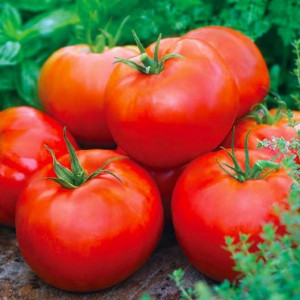 Rosii Ace 55 VF (0,7 g), seminte soi semitimpuriu semideterminat, tomate uniforme, ferme, Prima Sementi - Img 1