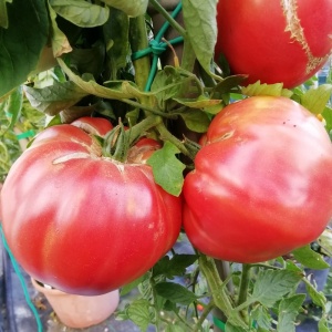 Rosii Belmonte F1 (0,3 g) seminte tomate foarte mari, roz inchis, hibrid italian de tip Beef gigant, gust autentic dulce, Prima Sementi - Img 3