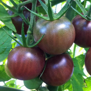 Rosii Black Cherry (0,5 g), seminte soi foarte productiv, tomate cherry negre, foarte aromate, Kertimag