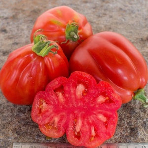 Rosii Canestrino (0,3 g) seminte soi nedeterminat traditional italian, tomate mari, costate, aroma intensa, Prima Sementi - Img 3