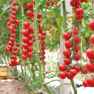 Rosii cherry Ciliegia (0,4 g), seminte soi vechi italian, cele mai dulci tomate cherry, Prima Sementi - Img 3