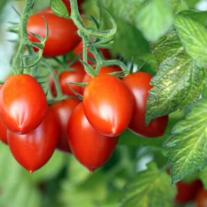 Rosii de conserve Roma (1 g) seminte tomate soi semitimpuriu, crestere semideterminata, productie foarte ridicata, Opal - Img 2