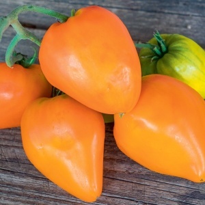 Rosii Inima de Aur (0,2 g) seminte tomate nedeterminate Inima galben-portocalie, gust aromat intens, textura fina, Opal - Img 2
