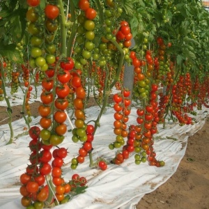 Rosii Moncherry F1 (0,5 g) seminte tomate cherry hibrid nedeterminat, gust deosebit, rezistente la crapare, Prima Sementi - Img 3