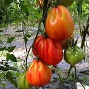 Rosii Pearson sel d'Albenga F1 (0,3 g) seminte tomate mari, usor costate, pulpa ferma cu gust autentic, hibrid italian nedeterminat, Prima Sementi - Img 6
