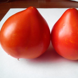 Rosii Prekos F1 (100 seminte) hibrid semideterminat, tomate tari, foarte dulci, Geosem Select