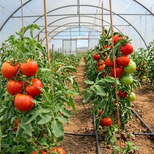 Tomate Prekos F1 in solar