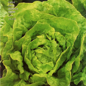 Salata Meraviglia d'Inverno (6 g), seminte soi semitimpuriu salata Minunea Iernii, frunze late, fine, usor gofrate, Raci Sementi - Img 2