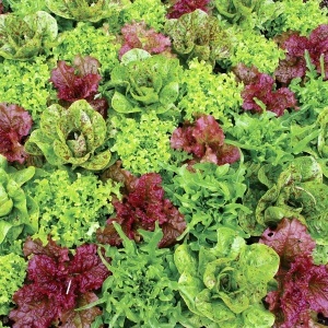 Salata mix Mieszanka Odmian (1,5 g) seminte mix de diferite salate, culori si gusturi diferite, Legutko - Img 3