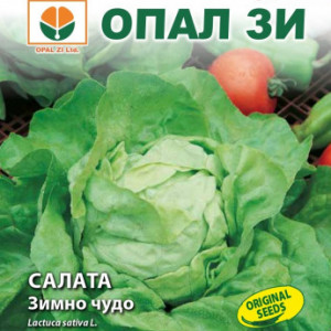 Salata Winter Marvel (2 g), seminte soi semitimpuriu salata Minunea Iernii, frunze late, fine, usor gofrate, Opal