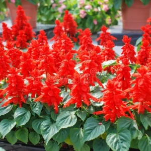 Salvia splendens rosie (0,5 g), seminte salvie decorativa, flori rosii sub forma spic, Kertimag - Img 3
