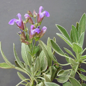 Salvie (0,5 g) seminte planta aromatica Salvia officinalis, apreciata în gastronomie si terapii, Opal - Img 2