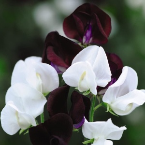 Sangele Voinicului Night & Day (3 g) seminte Lathyrus odoratus catarator, flori foarte parfumate visiniu cu alb, Legutko - Img 3
