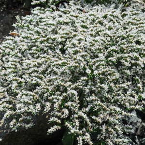 Saraturica perena (0,05 g), seminte planta ornamentala perena Limonium tataricum, flori albe pentru uscare si stancarii, Agrosem - Img 2