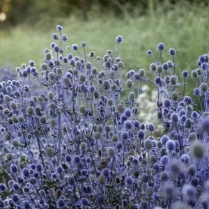 Flori de Scai Vânăt Eryngium planum în grădină