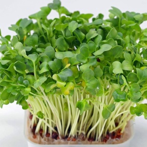 Seminte pentru germeni de Creson (60 g) germeni pentru microplante pline de vitamine si minerale, Kertimag